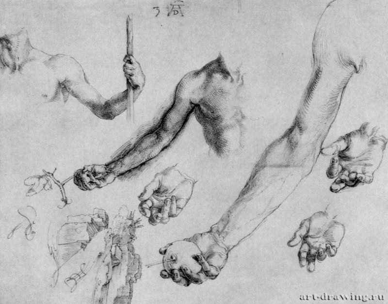 Этюды рук и кистей. 1504 - 21,6 x 27,4 Перо коричневым и черным тоном, на бумаге Британский музей, Отдел гравюры и рисунка Лондон