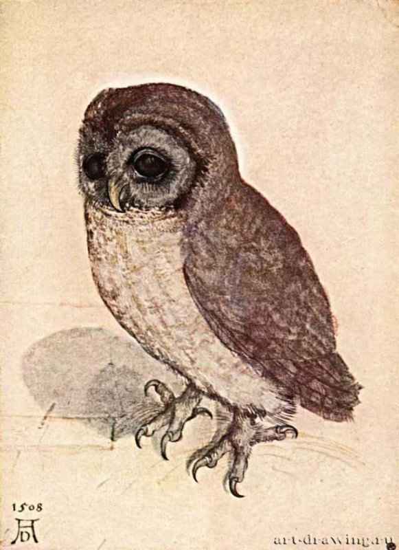 Совенок, 1506 г. - Акварель, бумага. Вена. Альбертина. Германия.